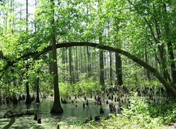 illinois/ferne-clyffe-state-park/attraction/cache-river-state-natural-area