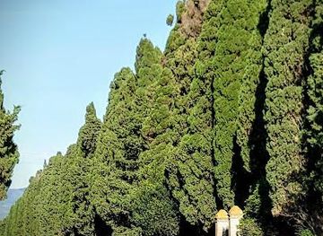 italy/san-gimignano/attraction/viale-dei-cipressi-bolgheri-li