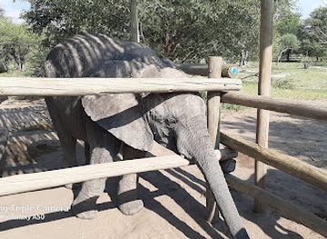 botswana/okavango-delta/attraction/elephant-havens