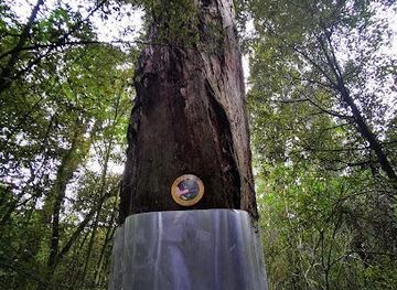 new-zealand/timaru/attraction/talbot-forest-scenic-reserve