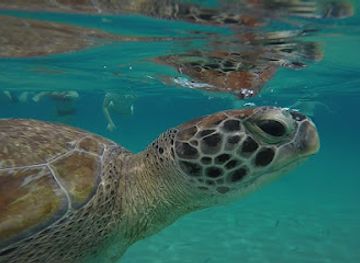 curacao/hato-caves/attraction/snorkeling-tours-curacao