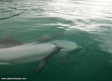 new-zealand/christchurch/attraction/akaroa-guided-kayak-safari