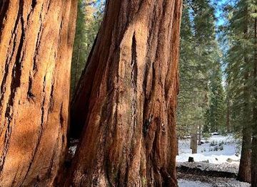 california/sequoia-national-park/attraction/big-trees-trail