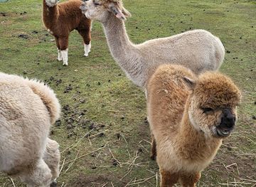 united-kingdom/east-lothian/attraction/john-muir-alpacas