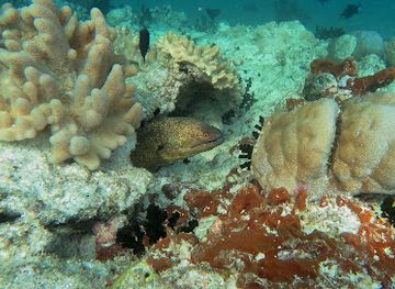 maldives/dhangethi-island/attraction/big-head-coral