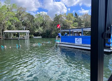 florida/crystal-river/attraction/fun-2-dive-swim-with-manatees