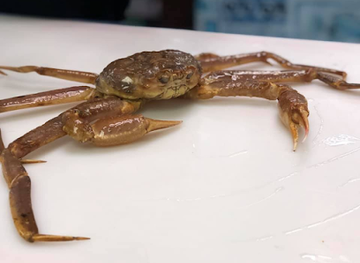 new-hampshire/seacoast/attraction/explore-the-ocean-world-oceanarium