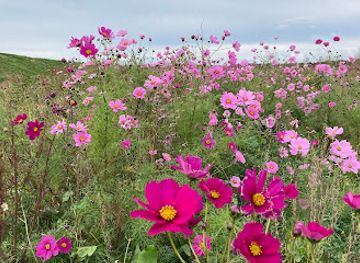 netherlands/zeeland/attraction/bloemenweide