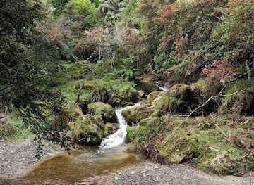 new-zealand/hawke-s-bay/attraction/tangoio-falls-scenic-reserve-tracks