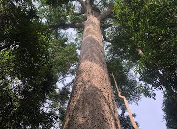 ghana/ashanti-region/attraction/the-big-tree