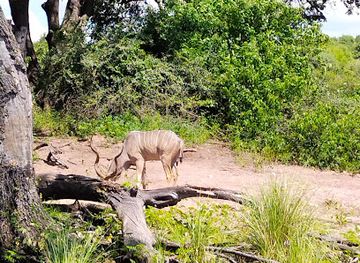 botswana/moremi-game-reserve/attraction/chobe-national-park