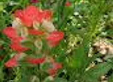texas/galveston/attraction/the-bryan-museum-monarch-butterfly-garden