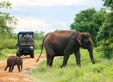 sri-lanka/udawalawe-national-park/attraction/best-safari-tours-udawalawe