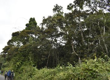 madagascar/andasibe/attraction/parc-mitsinjo