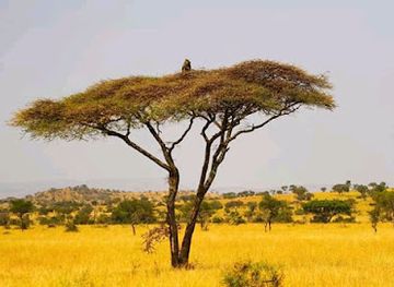 zimbabwe/eastern-highlands/attraction/mana-pools-national-park