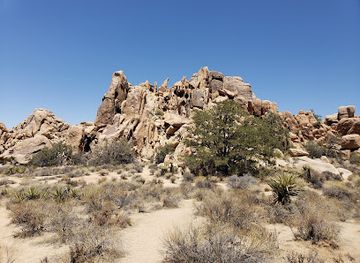 california/joshua-tree-national-park/attraction/joshua-tree-adventures
