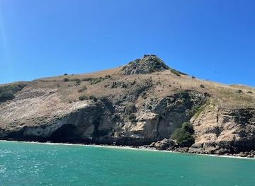 new-zealand/dunedin/attraction/port-to-port-cruises-and-wildlife-tours