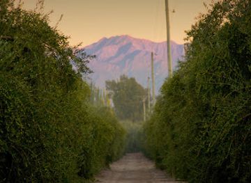 argentina/cuyo/attraction/olivicola-maguay-maipu