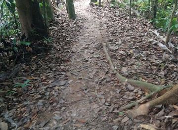 brunei/tasek-merimbun-heritage-park/attraction/padnunok-trail