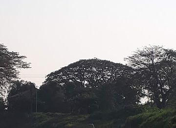 ecuador/los-rios-region/attraction/hacienda-la-virginia