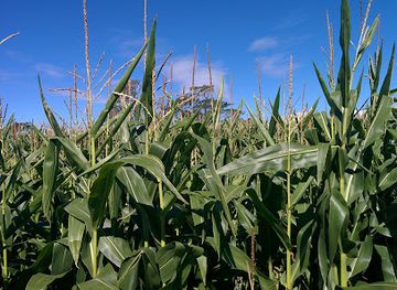 new-zealand/taranaki/attraction/taranaki-maize-maze