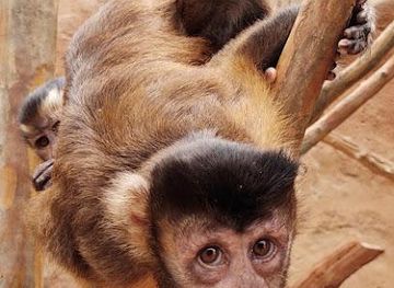 tennessee/gatlinburg/attraction/rainforest-adventures-zoo