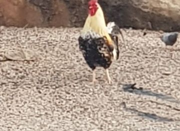 spain/ibiza/attraction/gallo-salvaje