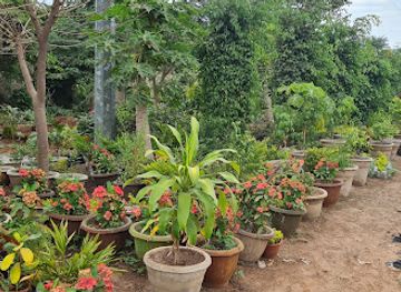 the-gambia/serekunda/attraction/saro-s-tree-nursery-ornamental-garden
