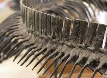 south-dakota/custer/attraction/museum-of-geology