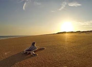 australia/darwin/attraction/sea-darwin-sea-tiwi