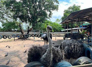 singapore/changi/attraction/desaru-ostrich-farm