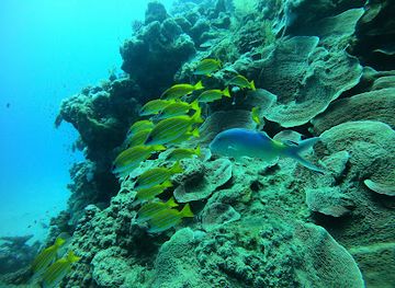 israel/red-sea-coral-reef/attraction/mashraba-dive-site
