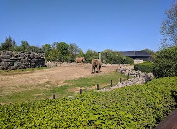 united-kingdom/essex/attraction/colchester-zoo