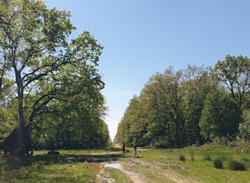 romania/bihor/attraction/goroniste-forest