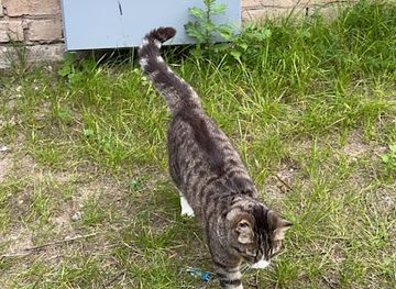 sweden/linkoping/attraction/friendly-kitty