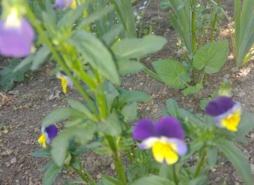 hungary/veszprem/attraction/kolostorok-es-kertek