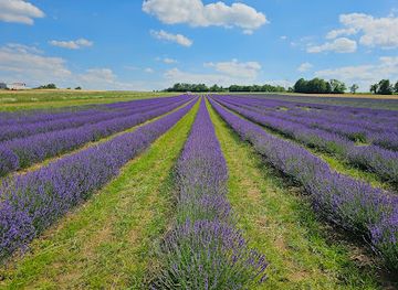 germany/palatinate/attraction/lavendelfeld-asselheim