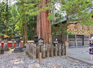 japan/nikko/attraction/koyamaki-japanese-umbrella-pine-tree
