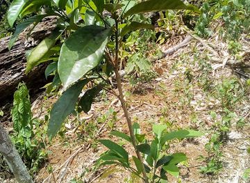 cameroon/dja-faunal-reserve/attraction/ngouandzang-ayos