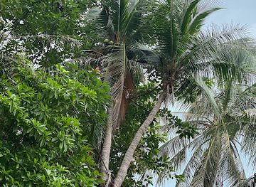 thailand/koh-phangan/attraction/tripple-coconut-tree