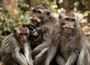 indonesia/bali/attraction/sangeh-monkey-forest