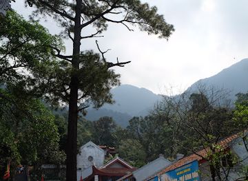 vietnam/tam-dao/attraction/cay-thong-ma-vi