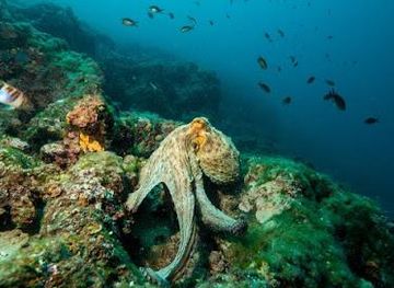 croatia/rovinj/attraction/orca-diving-centre