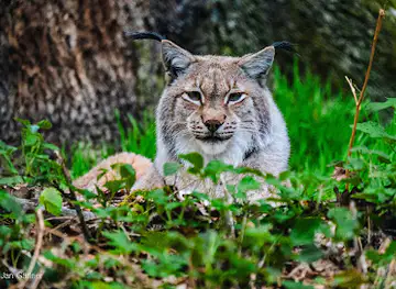 Wildpark