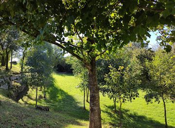 spain/cantabria/attraction/cueva-altamira-original