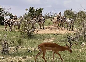 kenya/malindi/attraction/alibaba-safaris