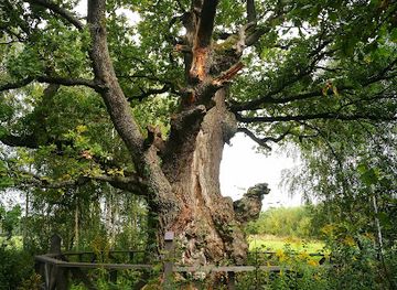 lithuania/kaunas-region/attraction/karveliai-oak