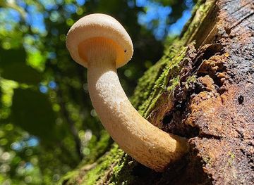 new-zealand/new-plymouth/attraction/huatoki-walkway-domain