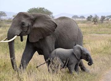 tanzania/arusha/attraction/emmaventure-safaris