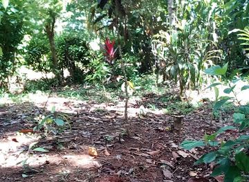 papua-new-guinea/madang/attraction/larrybutterflyconservation-reserve